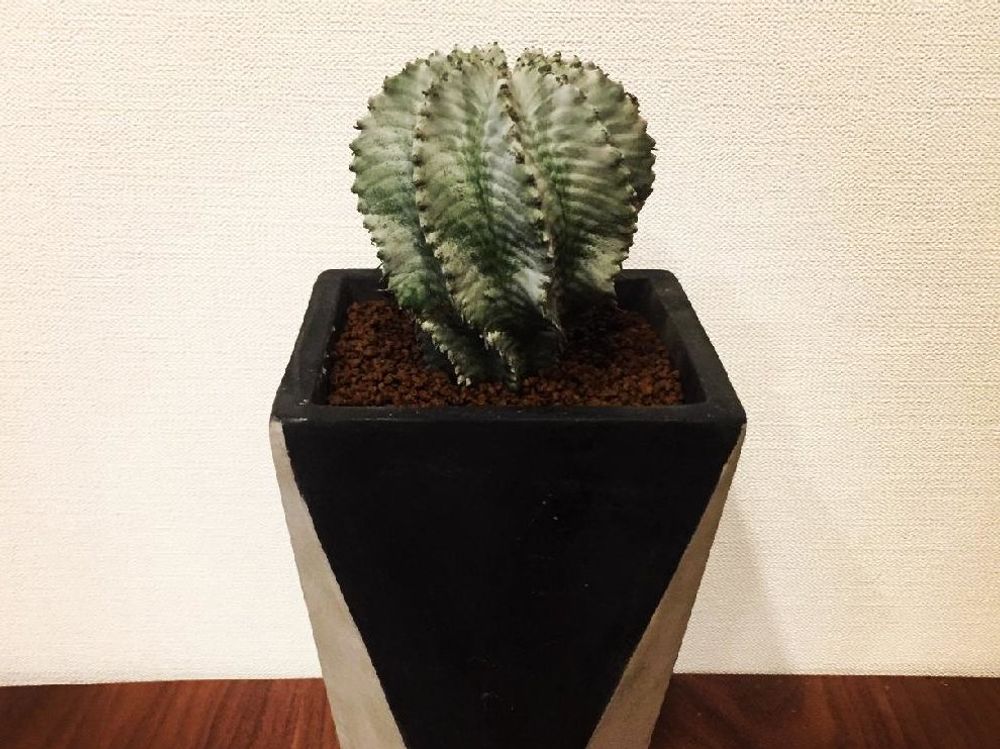 ユーフォルビア・ホリダ　鉢植え　屋内