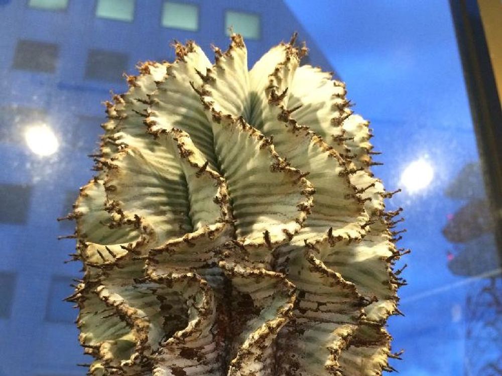 ユーフォルビア・ホリダ　鉢植え　窓際