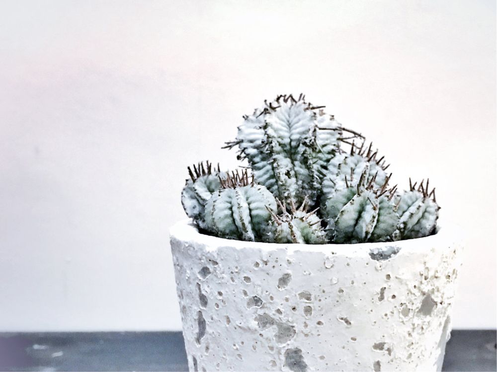 ユーフォルビア・ホリダ　鉢植え