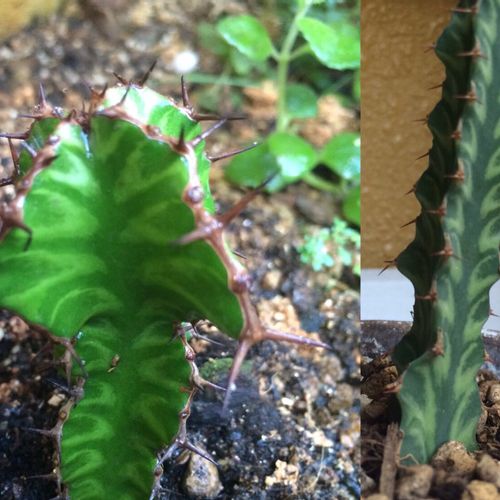 ユーフォルビア キリン冠の育て方 日当たりや水やり加減は Greensnap グリーンスナップ