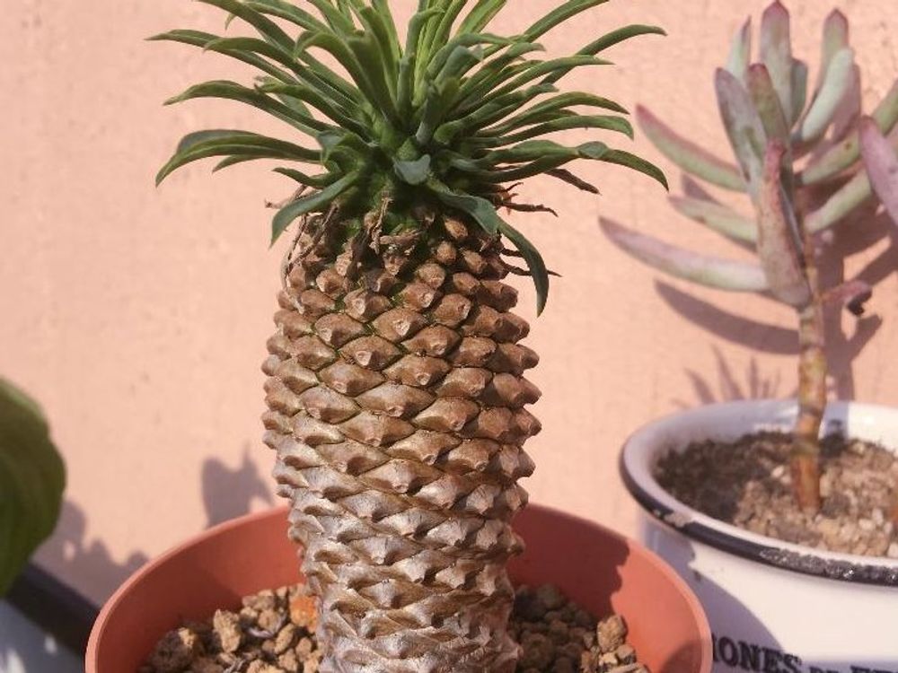 ユーフォルビア・キリン冠　鉢植え