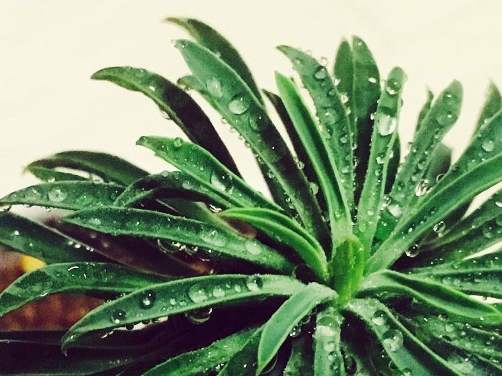 ソテツキリン(パイナップルコーン)　プランター　水滴