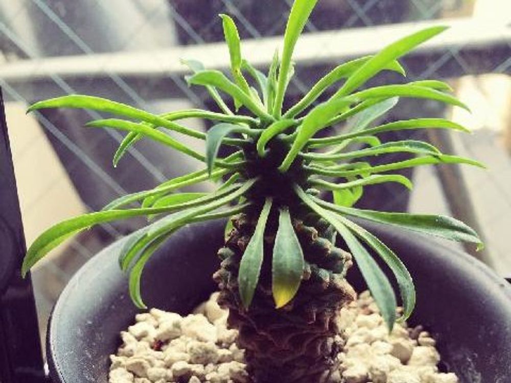 ソテツキリン(パイナップルコーン)　鉢植え　窓際