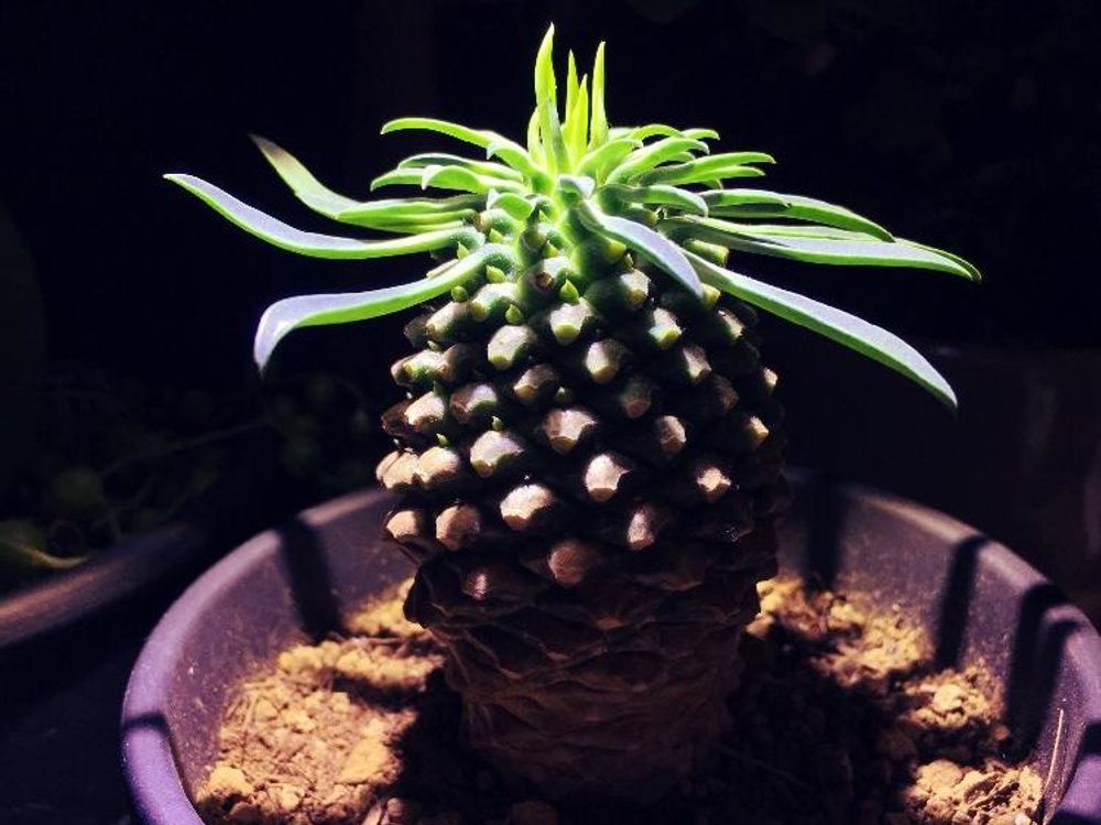 ソテツキリン(パイナップルコーン)　鉢植え