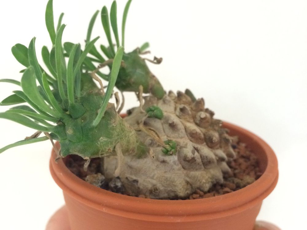 ソテツキリン(パイナップルコーン)　鉢植え