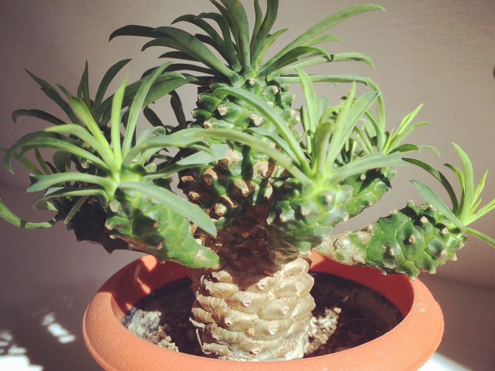 ソテツキリン(パイナップルコーン)　鉢植え　日光