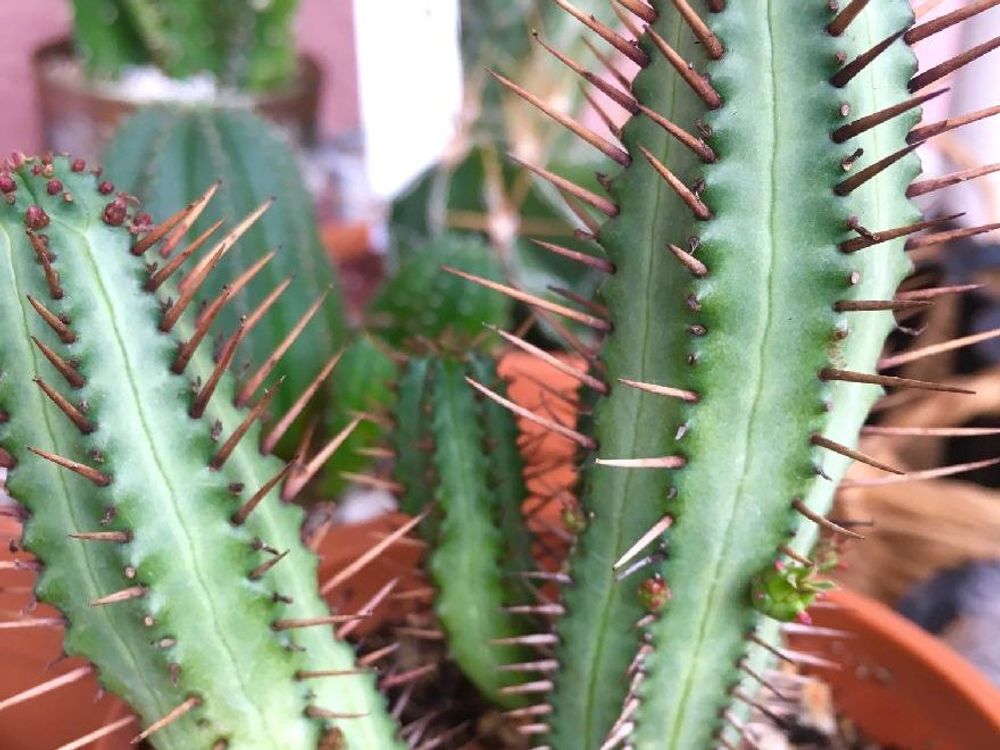 紅彩閣　鉢植え