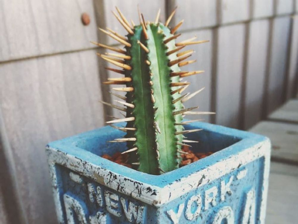 紅彩閣　鉢植え