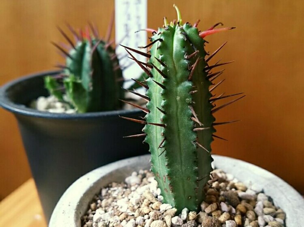 紅彩閣　鉢植え