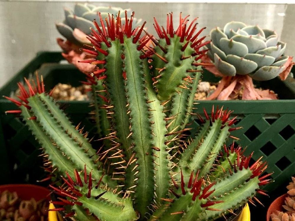 紅彩閣　鉢植え