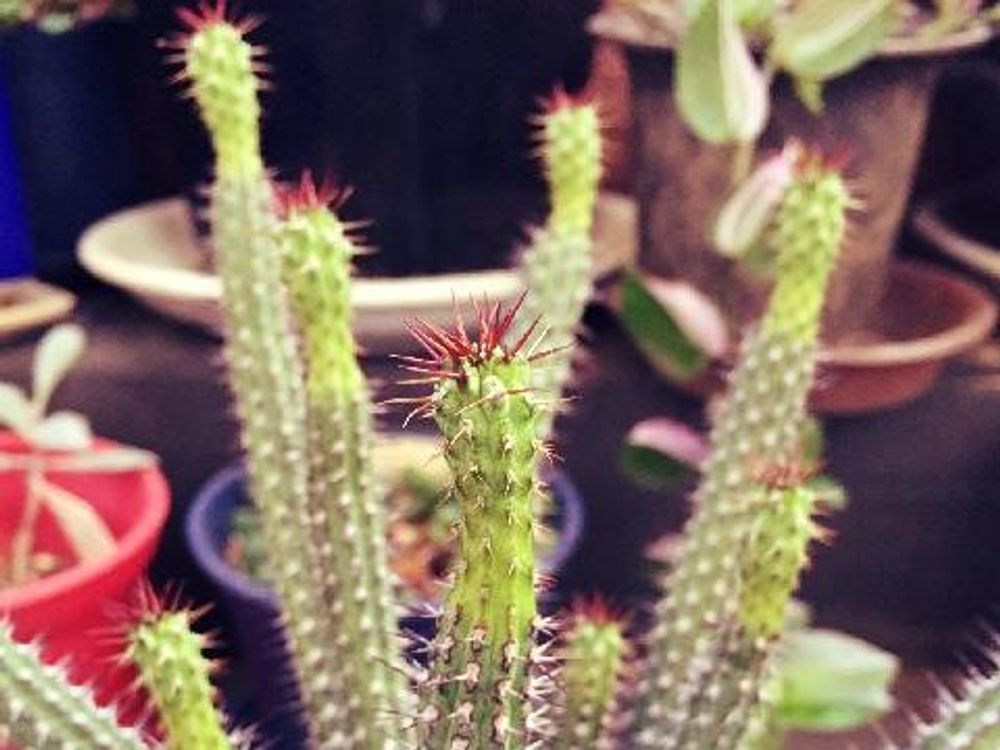 バイオエンシス　鉢植え