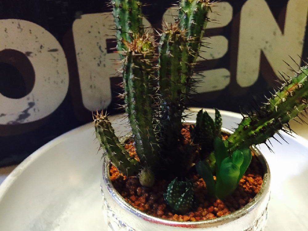 バイオエンシス　鉢植え