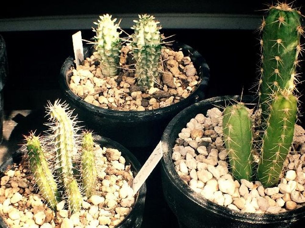 バイオエンシス　鉢植え