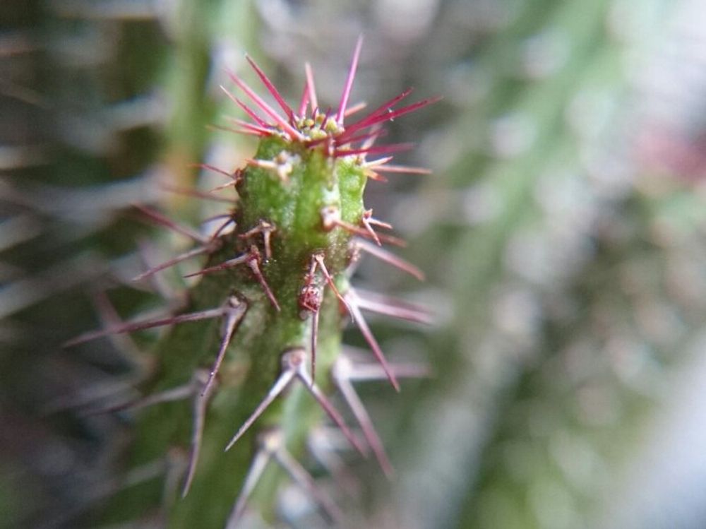 バイオエンシス　株