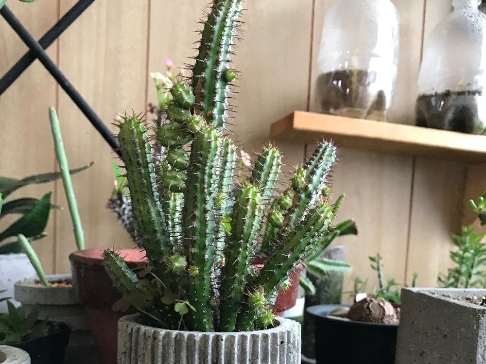 バイオエンシス　鉢植え