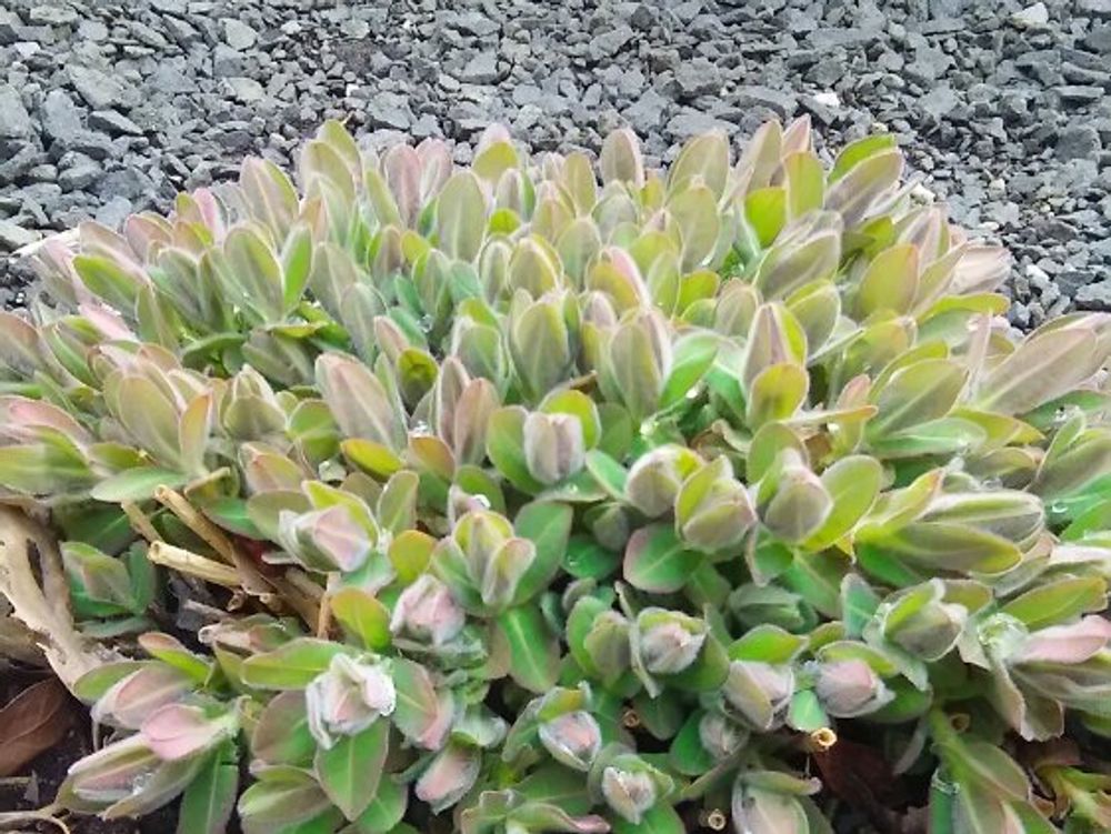 ユーフォルビア・ポリクロマ　地植え