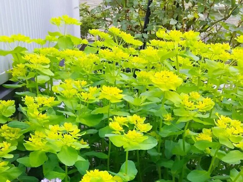 ユーフォルビア・ポリクロマ　花