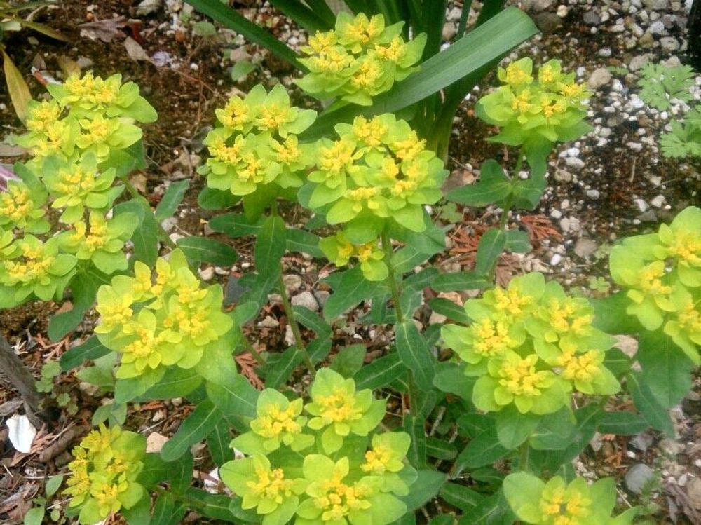 ユーフォルビア・ポリクロマ　地植え　花