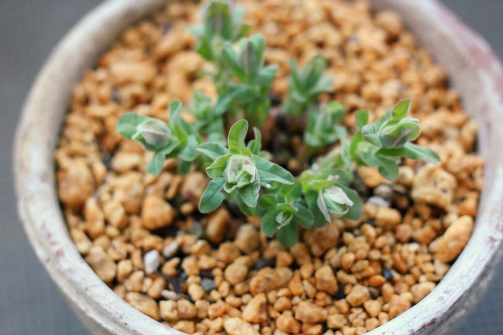 ユーフォルビア・ポリクロマ