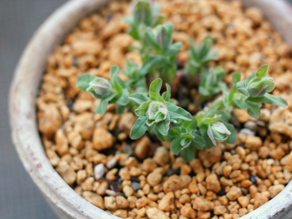 ユーフォルビア・ポリクロマ　鉢植え　株