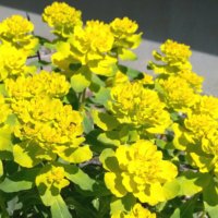 ユーフォルビア・ポリクロマの育て方｜置き場所や水やり頻度は？の画像