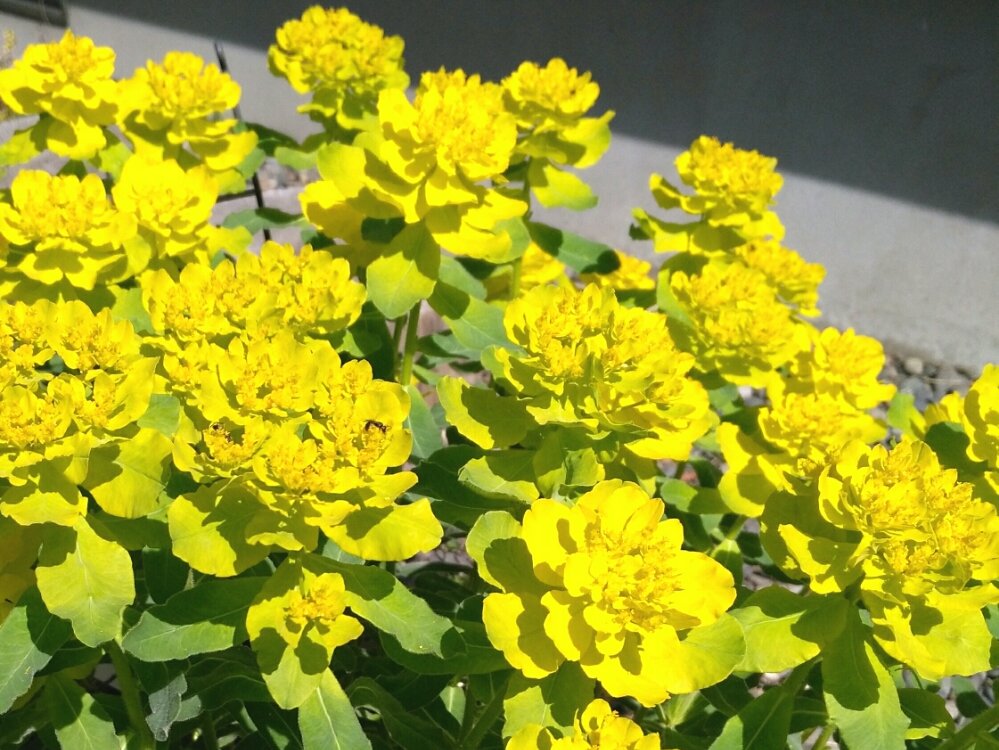 ユーフォルビア・ポリクロマ　黄色い花