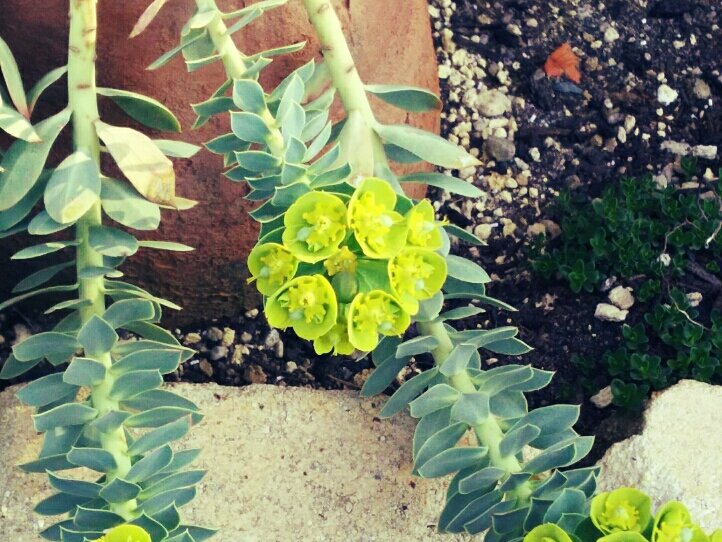 ユーフォルビア・ミルシニテス　鉢植え　黄色い花