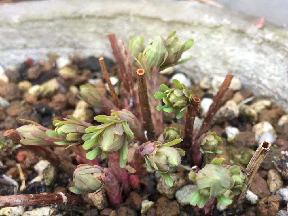 ユーフォルビア・キパリッシアス