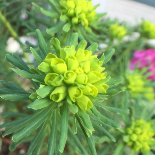 ユーフォルビア キパリッシアスの育て方 栽培のコツとは Greensnap グリーンスナップ