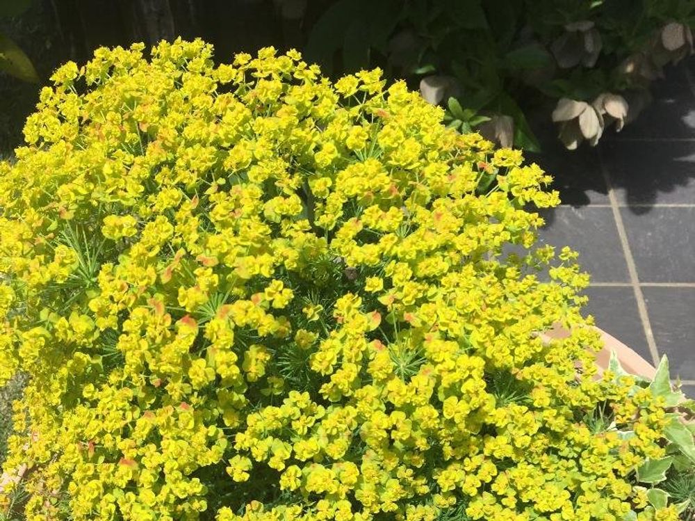 ユーフォルビア・キパリッシアス 花