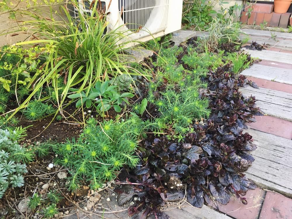 ユーフォルビア・キパリッシアス