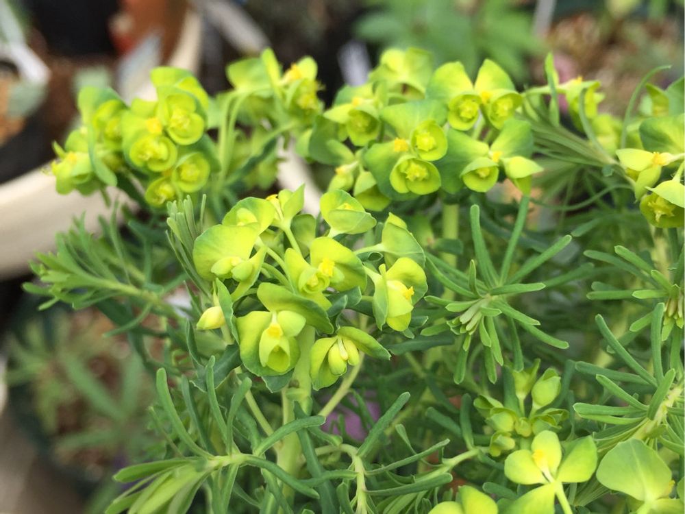 ユーフォルビア・キパリッシアス