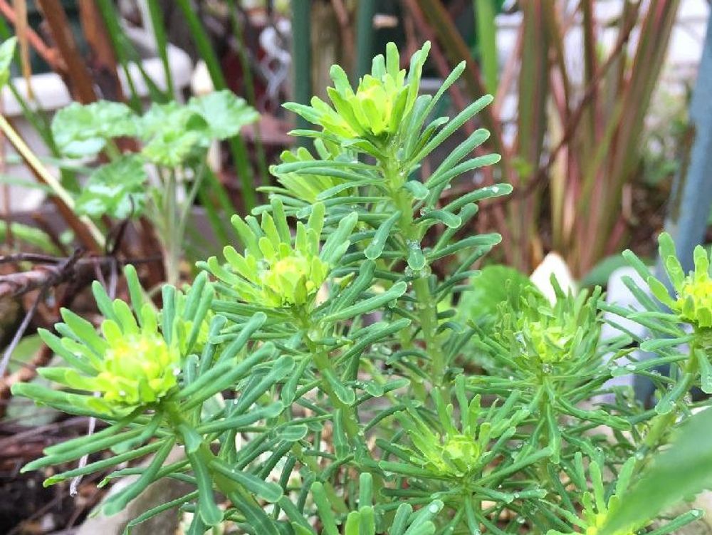 ユーフォルビア・キパリッシアス