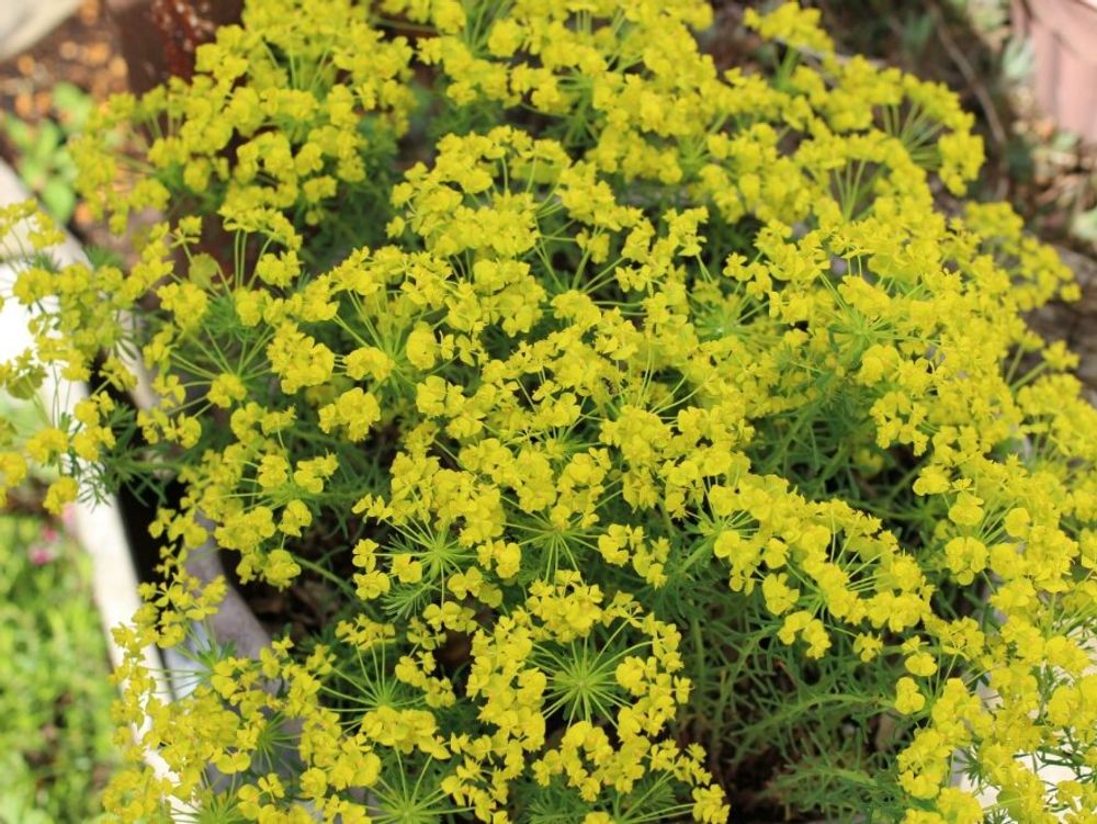 ユーフォルビア・キパリッシアス 花