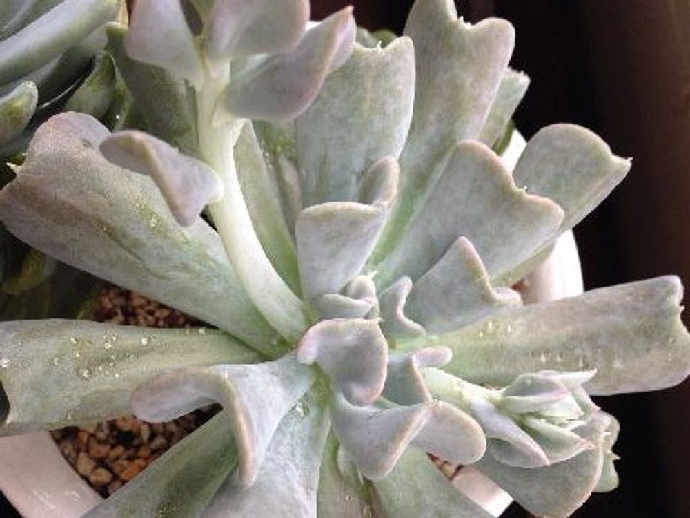 Photo by きょこ☆ブルーさん