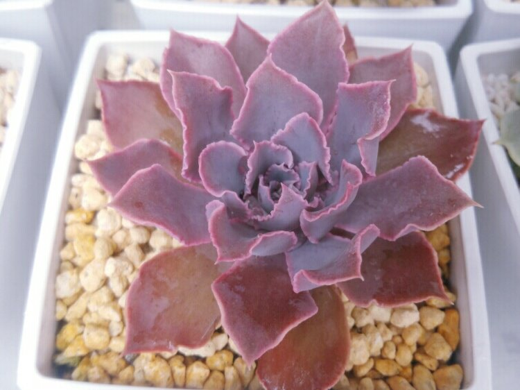 エケベリア・シャビアナの育て方｜きれいな花を咲かせるコツは