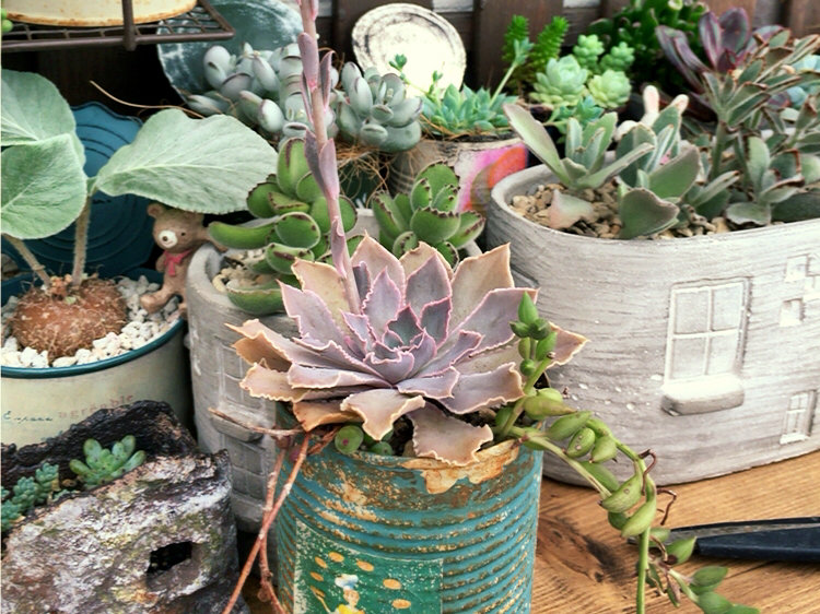 エケベリア・シャビアナの育て方｜きれいな花を咲かせるコツは