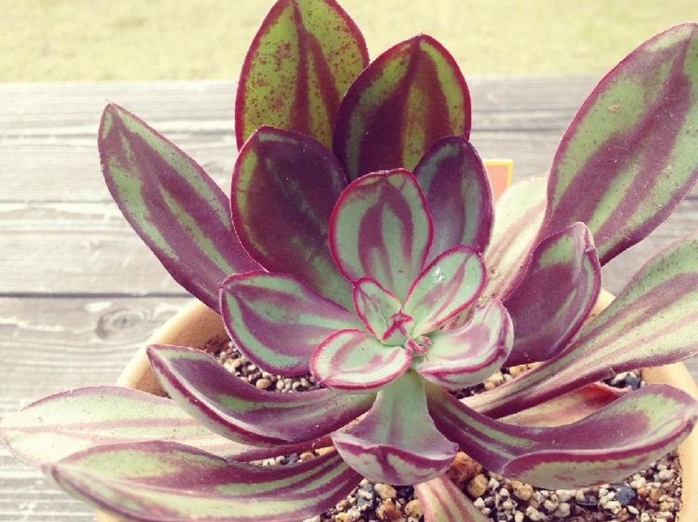 紅司　鉢植え　日向