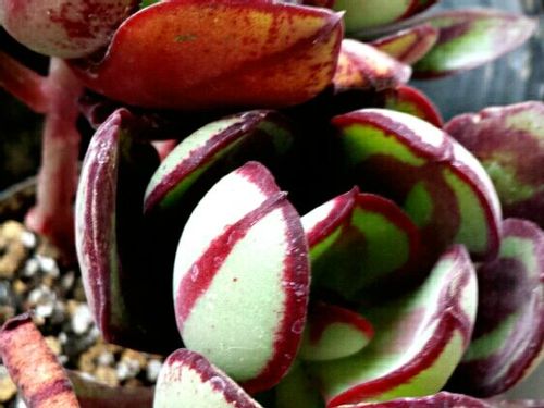 紅司の育て方｜植え替え時期、おすすめの増やし方は？｜?GreenSnap 