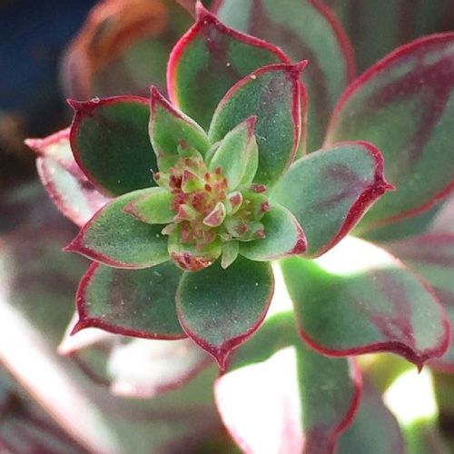 紅司の育て方 植え替え時期 おすすめの増やし方は Greensnap グリーンスナップ
