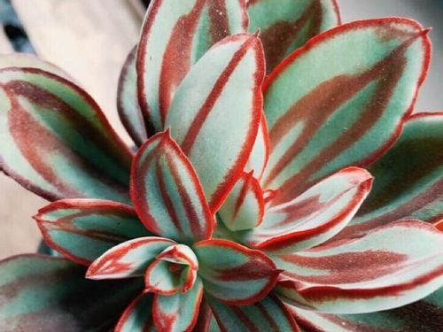 紅司の育て方｜植え替え時期、おすすめの増やし方は？｜?GreenSnap 