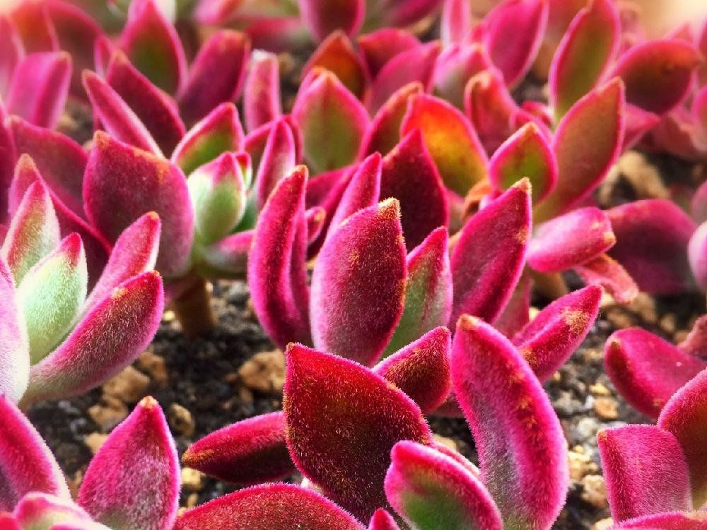 ハムシー　赤い株