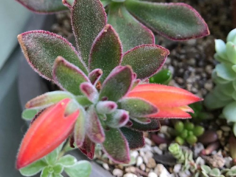 ハムシー　鉢植え　株