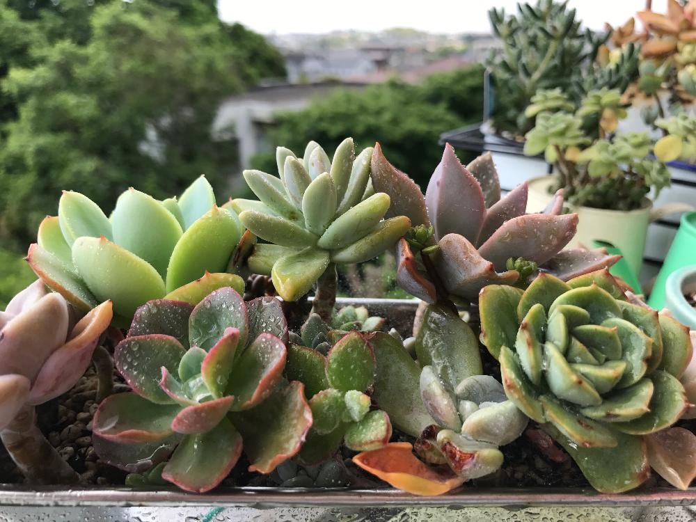 ハムシー　プランター　寄植え