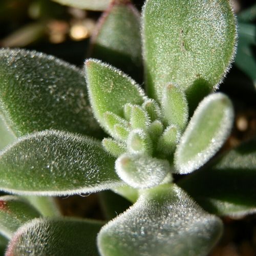 ハムシーの育て方 日当たり加減や置き場所は 室内でもok Greensnap グリーンスナップ