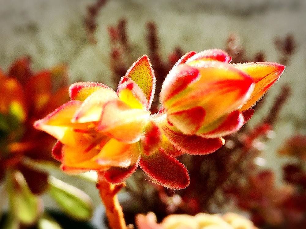 ハムシー　赤い株