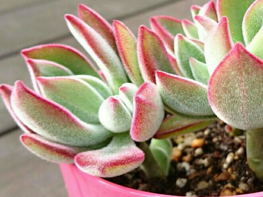 ハムシー　鉢植え