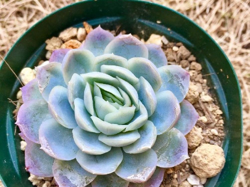 エレガンス(月影)　鉢植え　株