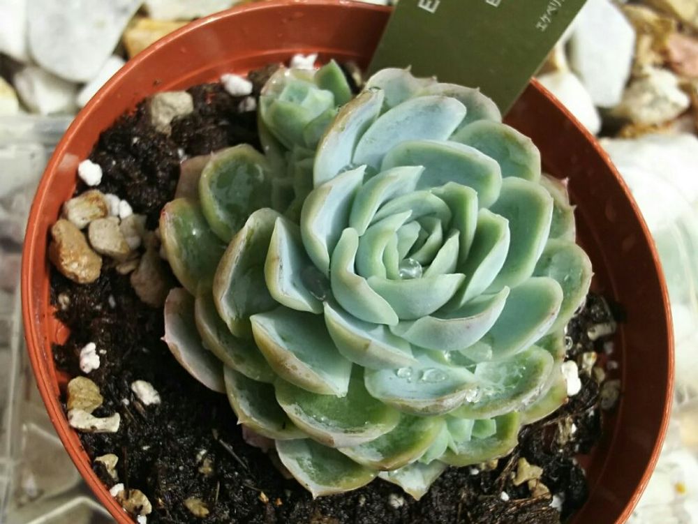 エレガンス(月影)　鉢植え　株　水滴