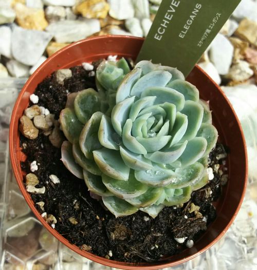 エレガンス 月影 の育て方 季節別の管理方法は きれいに紅葉させるコツは Greensnap グリーンスナップ